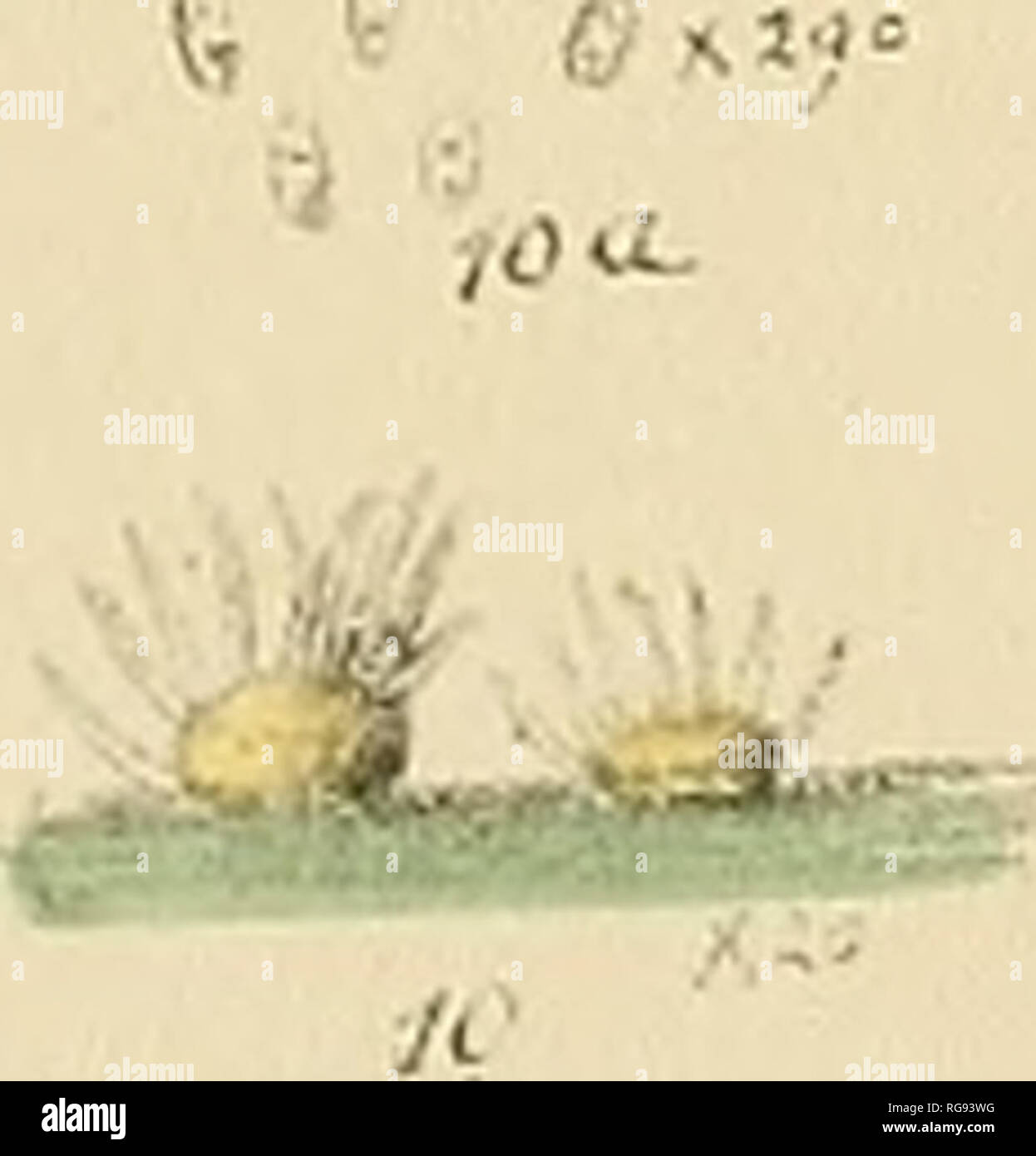 Diplodia Fotos und Bildmaterial in hoher Auflösung Alamy