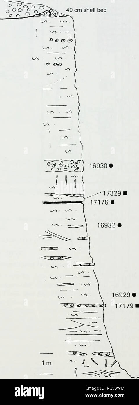 . Bulletins der amerikanischen Paläontologie. 38 Bulletin 351 Pleistozän/Holozän kies Terrasse 40 cm shell Bett o WL0^ 16930. . V-J Text - Abbildung 4-säulig Abschnitt von Ri'o Cana zeigen auftreten Verstehen der Arten mit hierin behandelt (nach Saunders et al. 1986, Text-tig. 16). Nummern in der zweiten Spalte von links beziehen sich auf die Stärke, die in m. BMNH: British Museum (Natural History), London, England, jetzt das Natural History Museum, London. LACM: Los Angeles County Museum of Natural History, Los Angeles, CA, USA NMB: Naturhistorisches Museum Basel, Schweiz. o ffl o c (0 Ql (0 Ic-JO (0&gt;. E o (0 O173291 Stockfoto