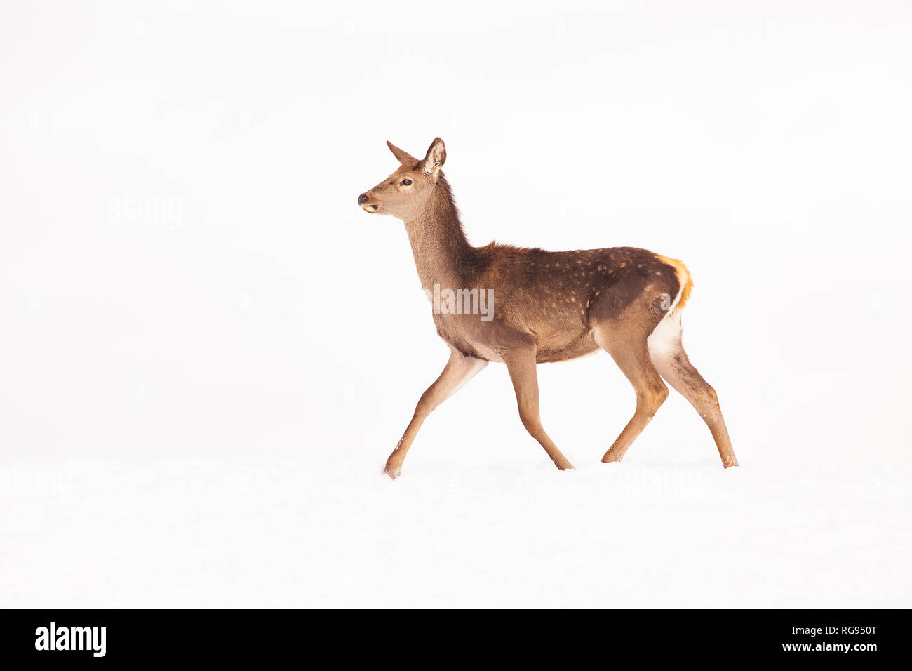 Rehe im Winter schnee Stockfoto