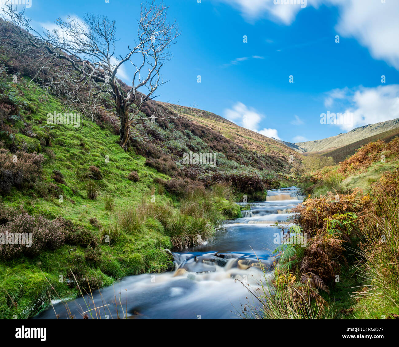 Grossbritannien, England, Derbyshire, Peak District, Fairbrook im Herbst Stockfoto