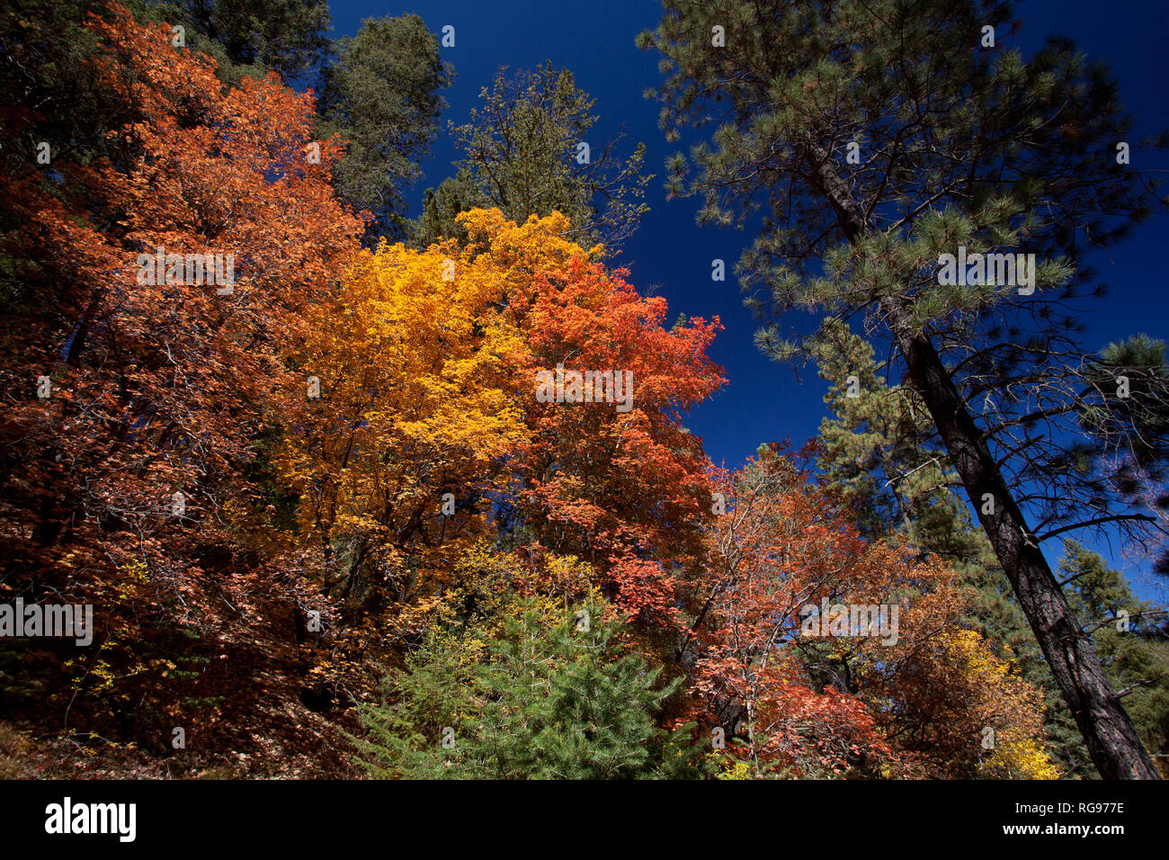Lincoln National Forest, Otero County, New Mexico, USA Stockfoto