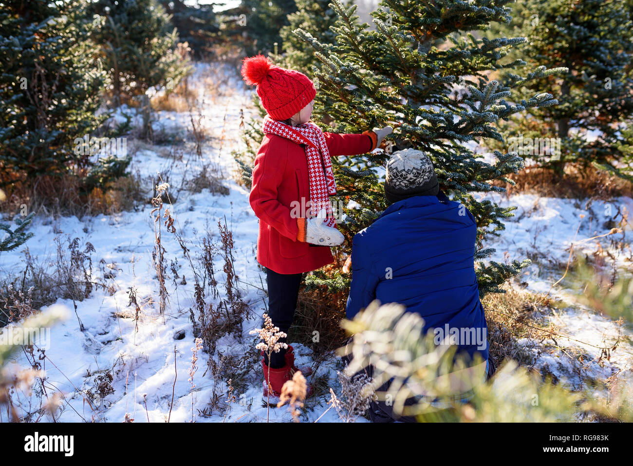 Vater und Tochter Kommissionierung ein Weihnachtsbaum an einem Weihnachtsbaum Farm, United States Stockfoto
