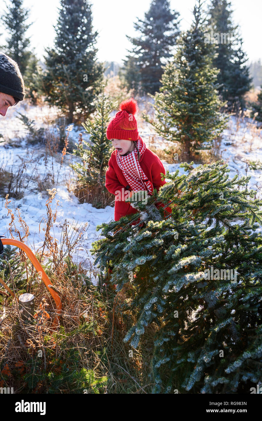 Mädchen aufpassen ihres Vaters, mit Hacken einen Weihnachtsbaum auf a Christmas Tree Farm, United States Stockfoto