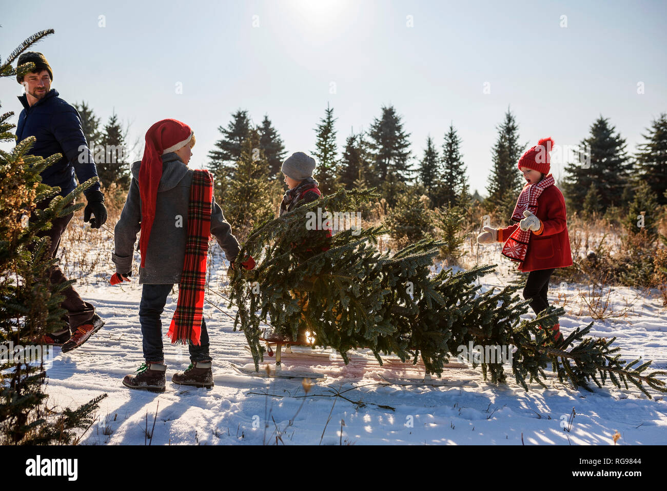 Vater und drei Kinder einen Weihnachtsbaum auf a Christmas Tree Farm, United States Stockfoto