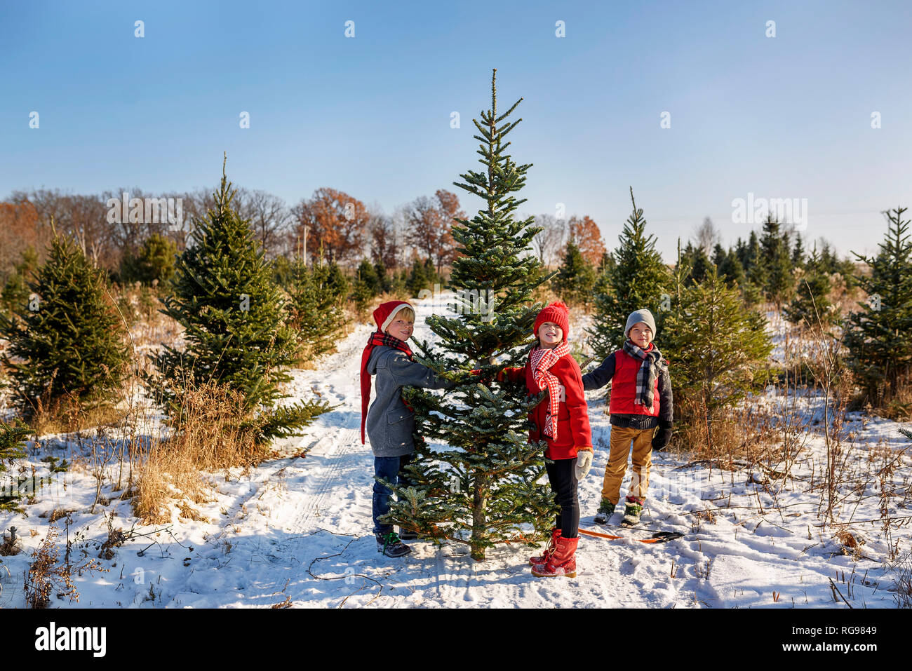 Drei Kinder einen Weihnachtsbaum auf a Christmas Tree Farm, United States Stockfoto