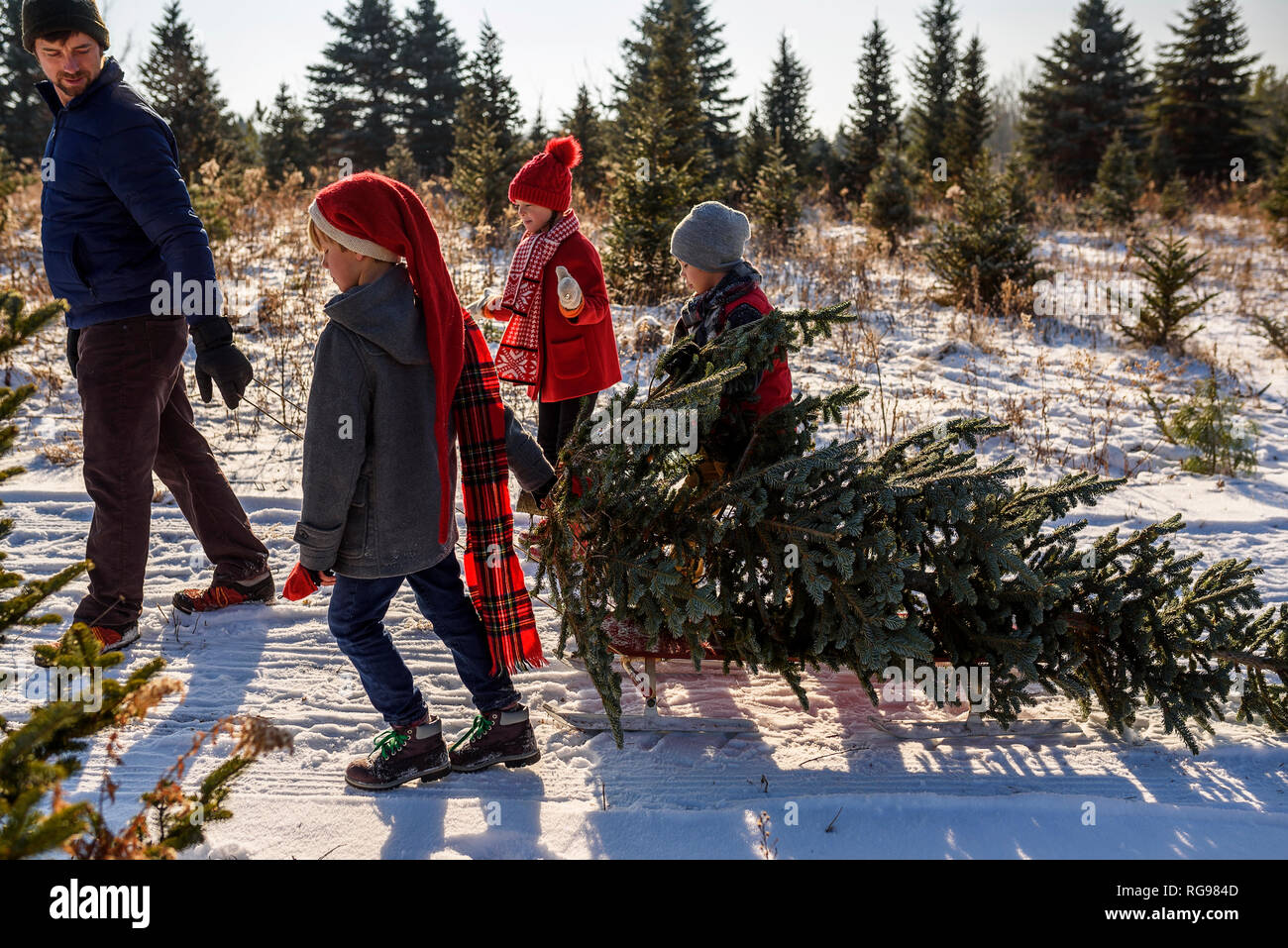 Vater und drei Kinder einen Weihnachtsbaum auf a Christmas Tree Farm, United States Stockfoto
