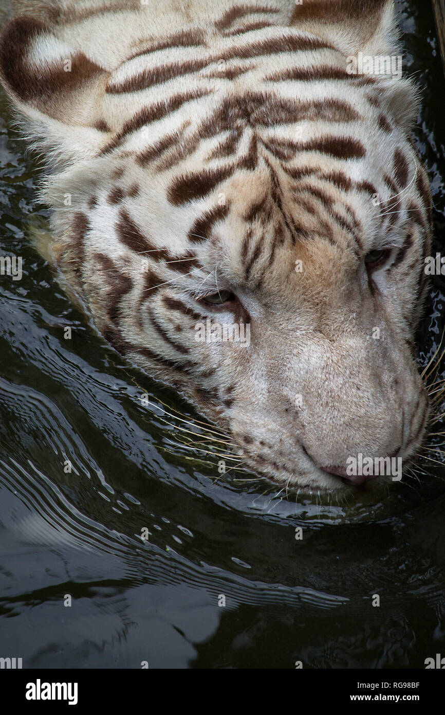 Nahaufnahme eines Tigers Schwimmen im Fluss, Indonesien Stockfoto