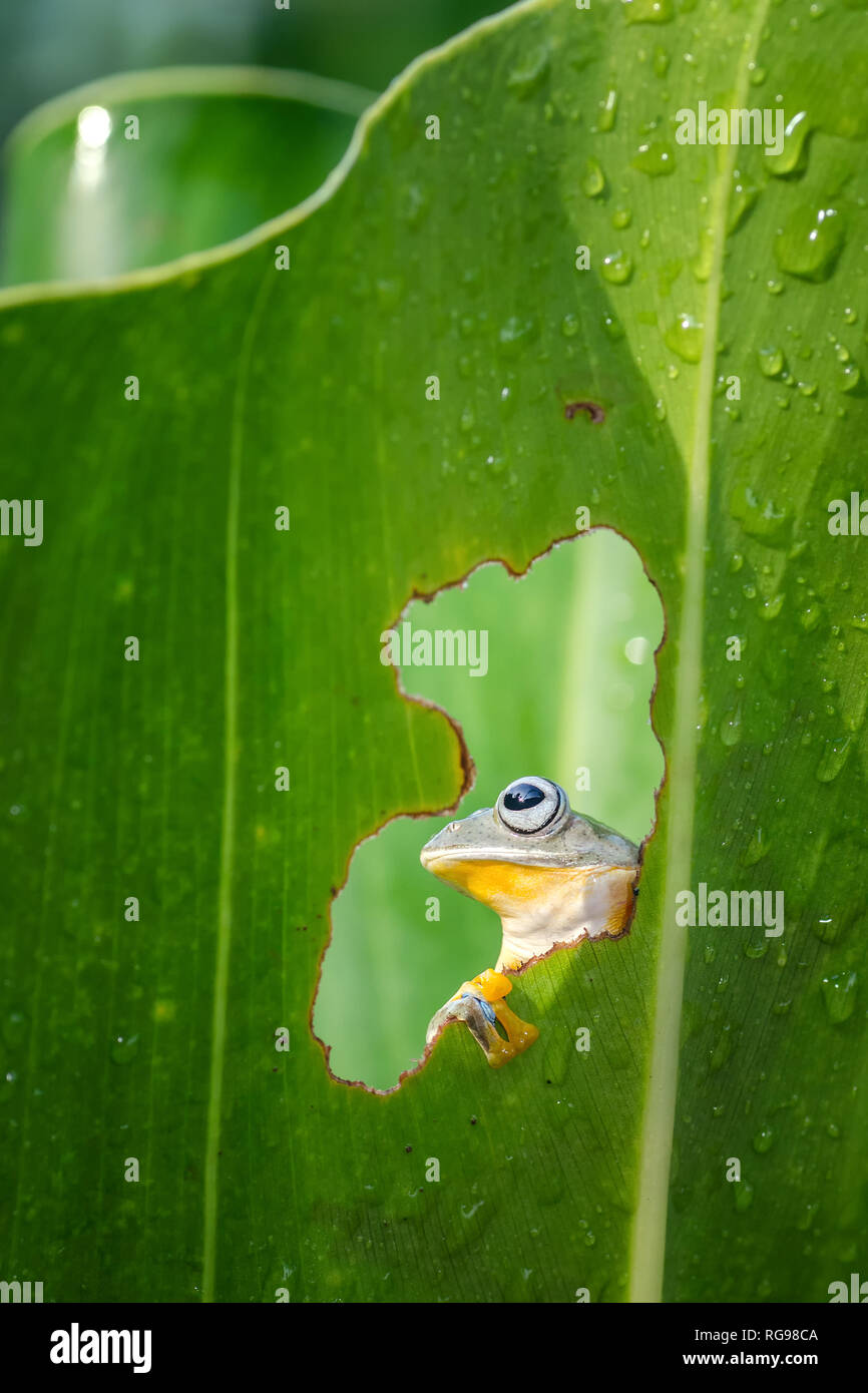 Nahaufnahme eines Frosches durch ein Loch in einem Blatt, Indonesien Stockfoto