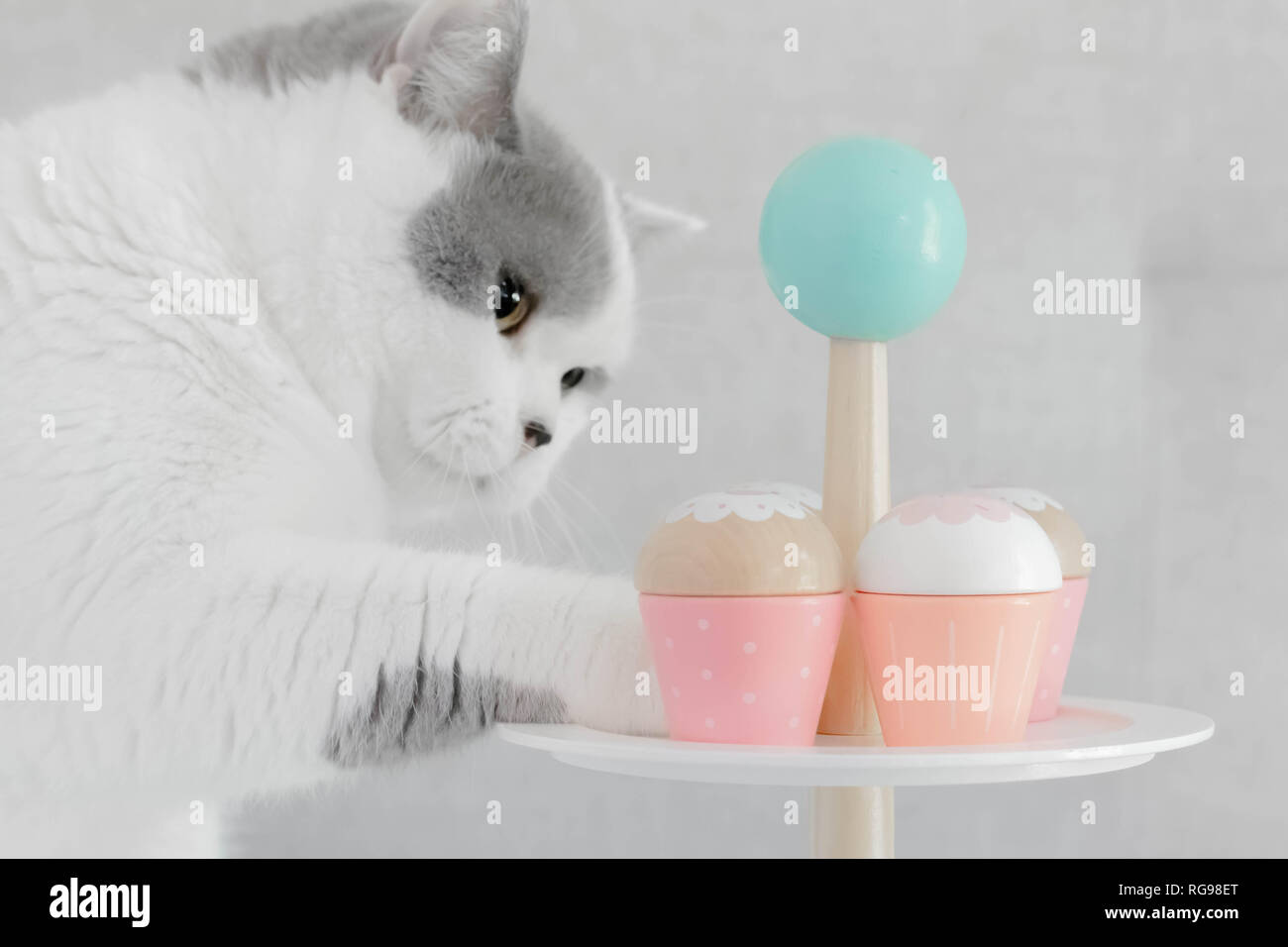 Britisch Kurzhaar Katze spielen mit Holz- Cupcakes Stockfoto