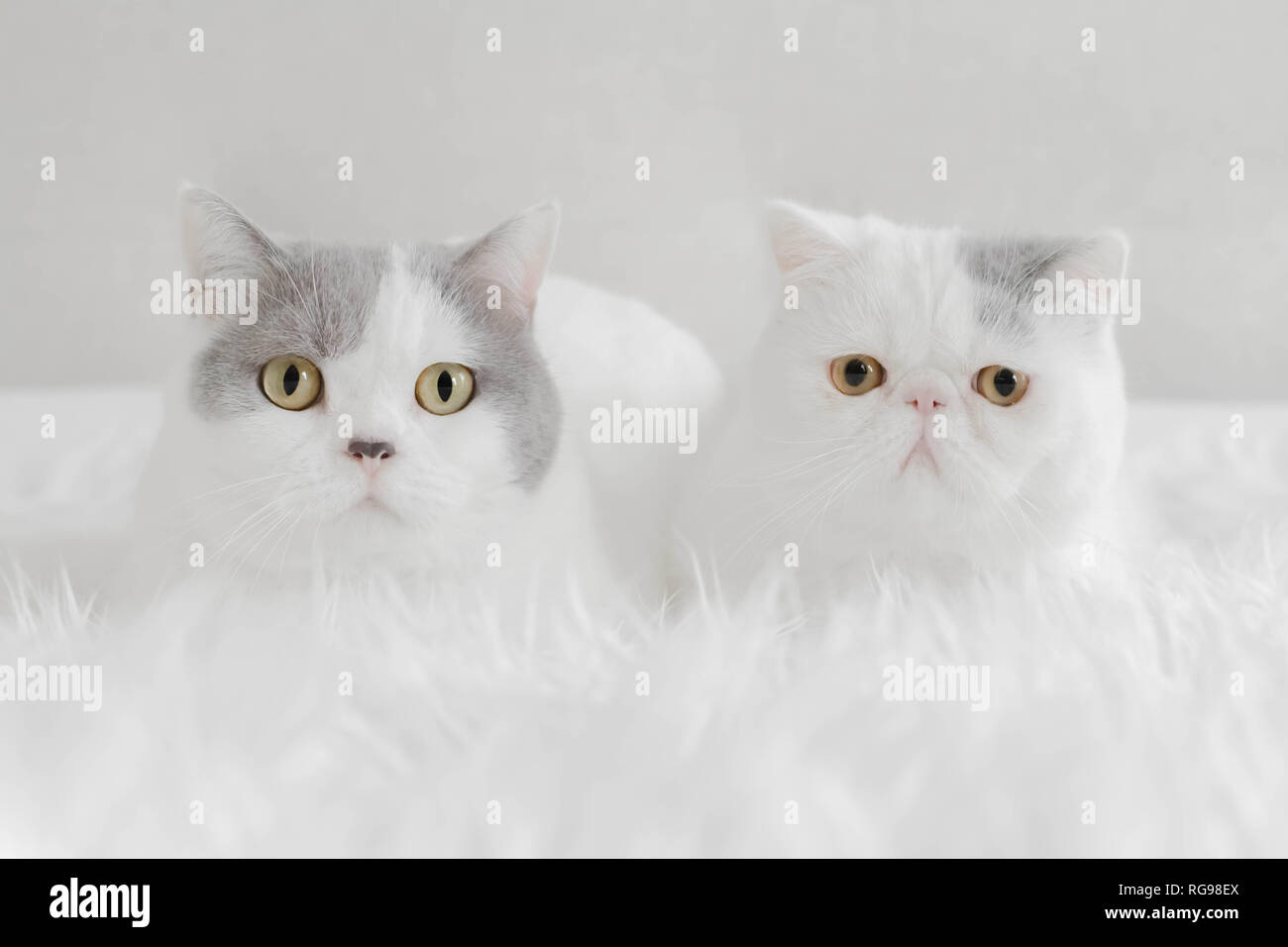 Britisch Kurzhaar Katze neben einem exotischen Kurzhaar Kätzchen auf einem weißen flauschigen Decke liegend Stockfoto