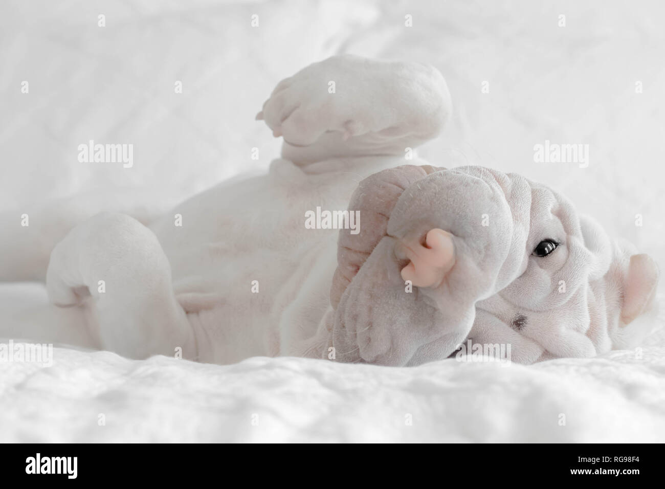 Shar pei Welpe rollt auf einem Bett herum Stockfoto