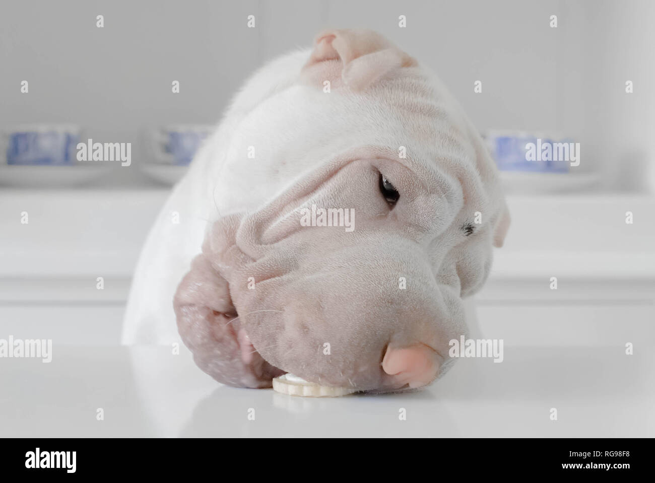Shar pei Welpen Hund essen ein Plätzchen von einer Küche Arbeitsplatte Stockfoto