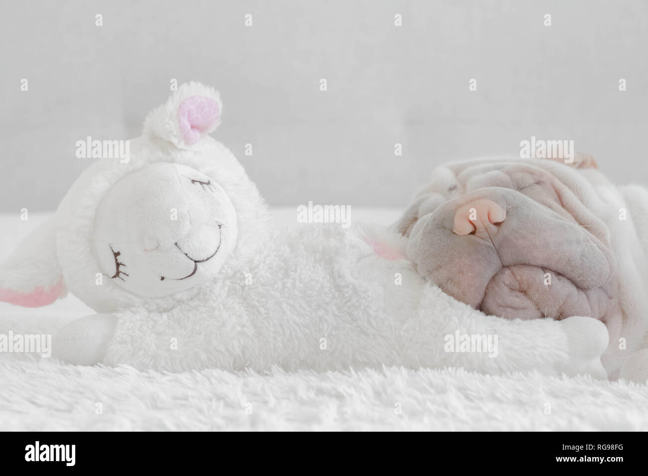 Shar pei Welpen schlafen auf einem Schaf Plüsch Stockfoto