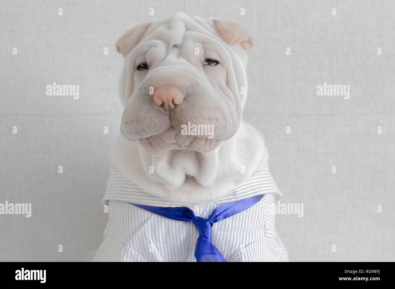Shar pei Welpe trägt ein Hemd und Krawatte Stockfoto