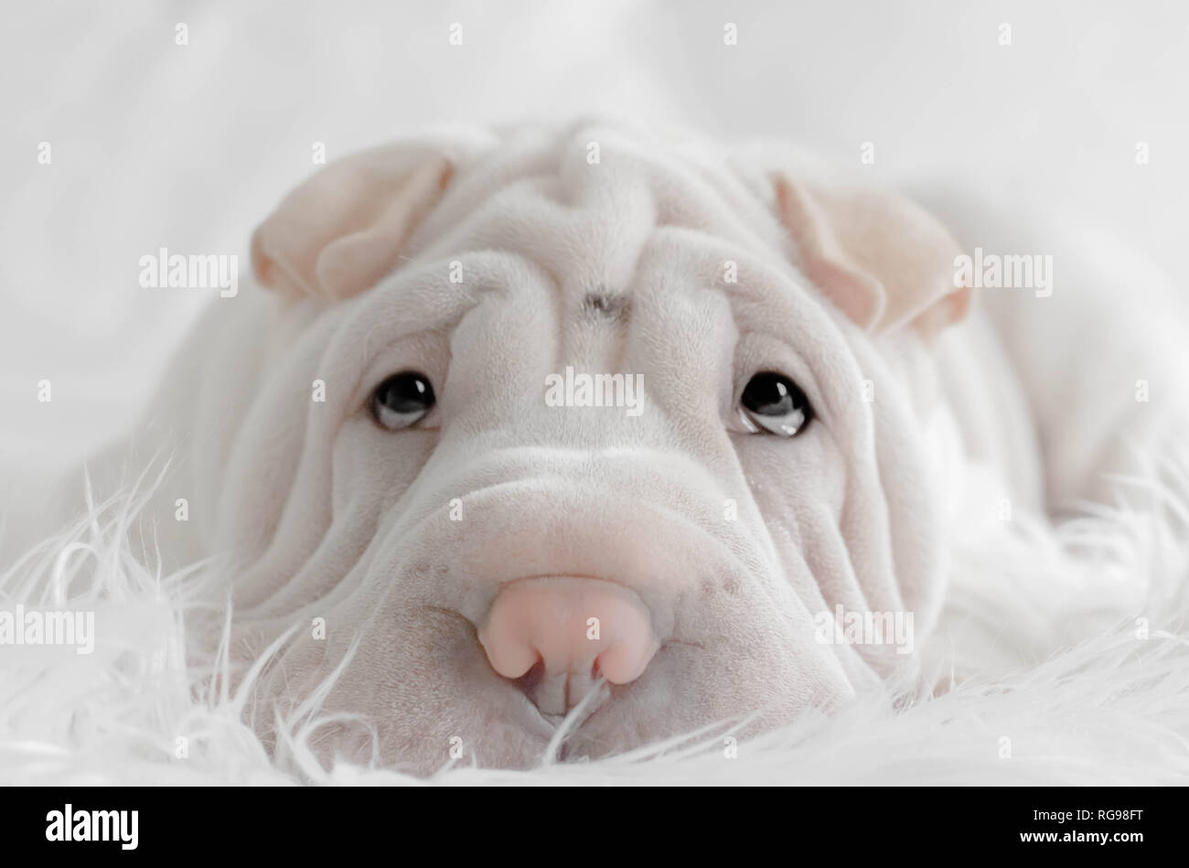 Porträt eines Shar pei Welpen Hund auf einer flauschigen Decke liegen Stockfoto