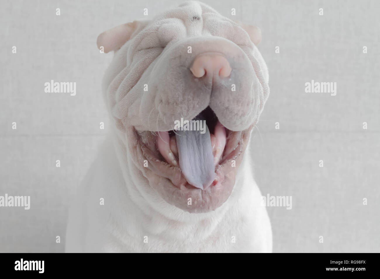 Shar pei Welpe Hund gähnend Stockfoto