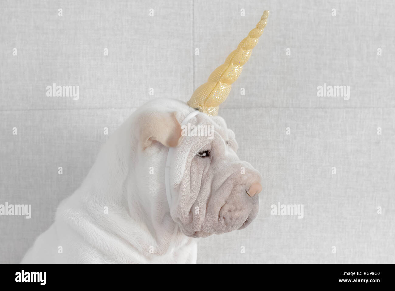 Shar pei Welpe Hund mit Einhorn Horn Stirnband Stockfoto
