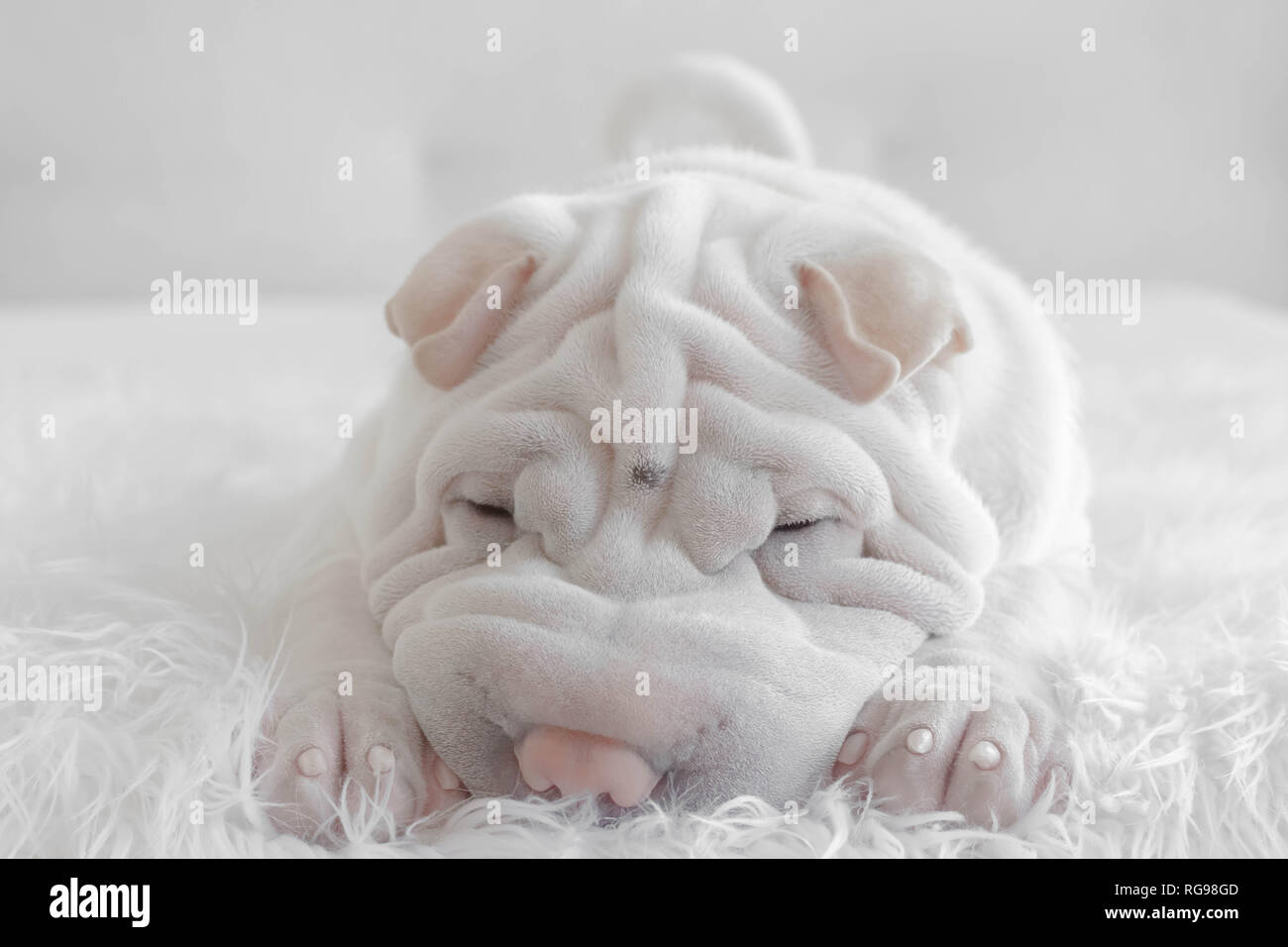 Porträt eines Shar pei Welpen Hund auf einer flauschigen Decke liegen Stockfoto