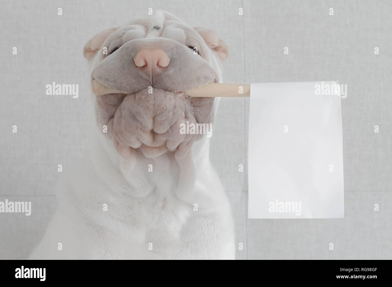 Shar pei Hund hält eine weiße Flagge in seinem Mund Stockfoto