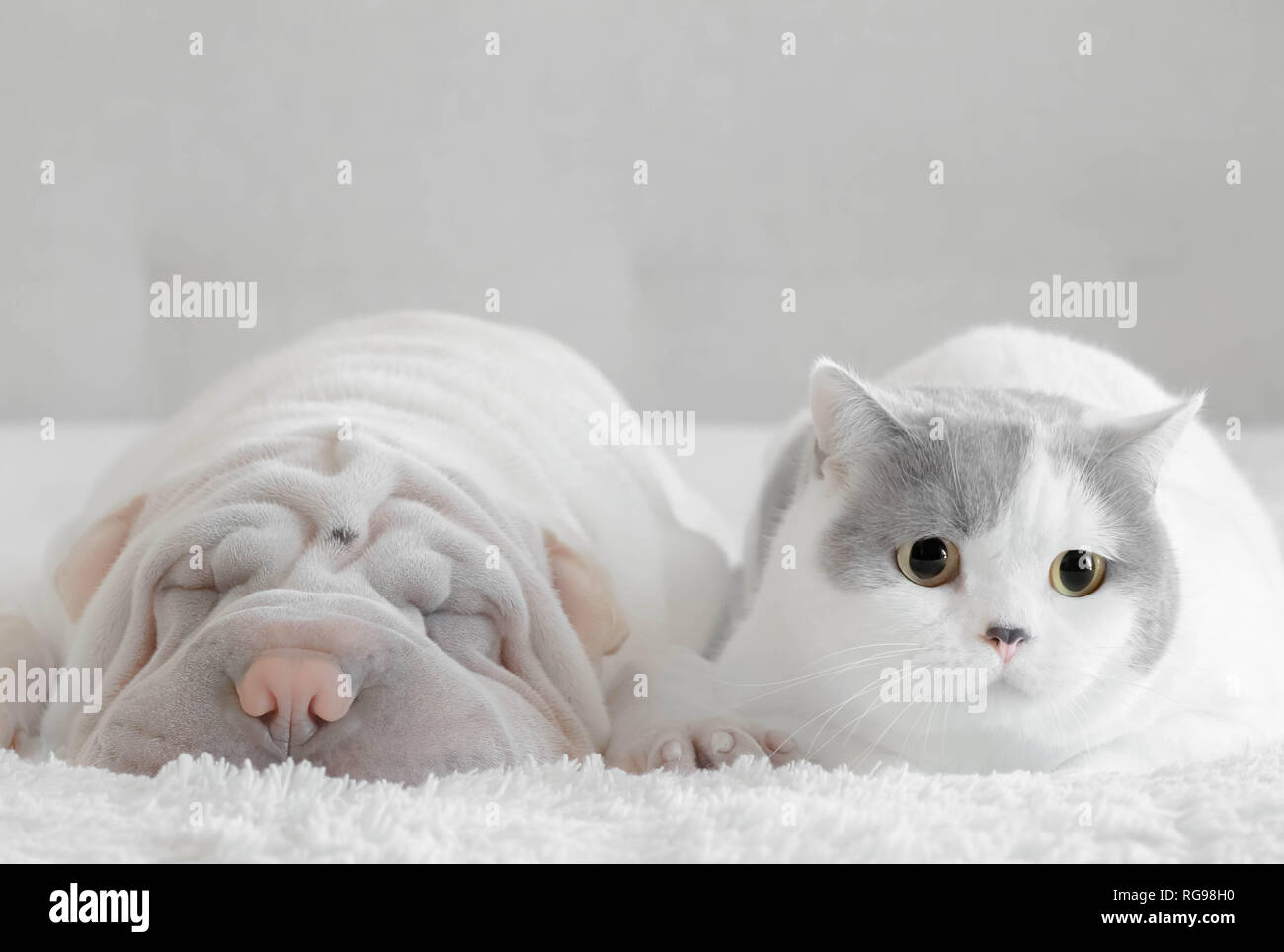 Shar pei und eine britische Kurzhaarkatze liegen auf einem Bett Stockfoto