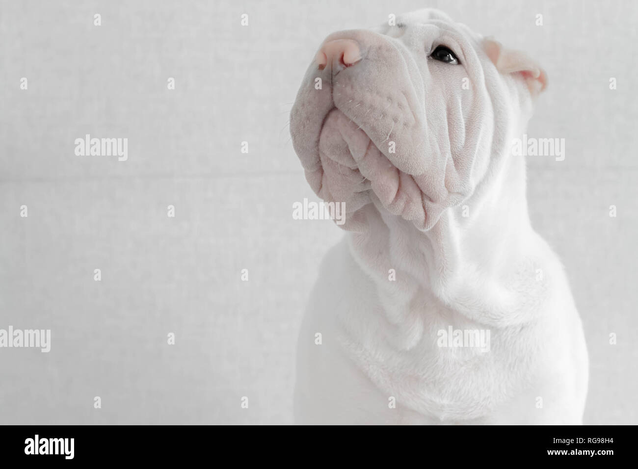 Porträt eines Shar pei Welpen Stockfoto