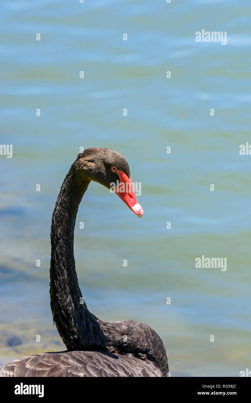 Black Swan Kopf und Hals detail, am See Monger, Western Australia Stockfoto