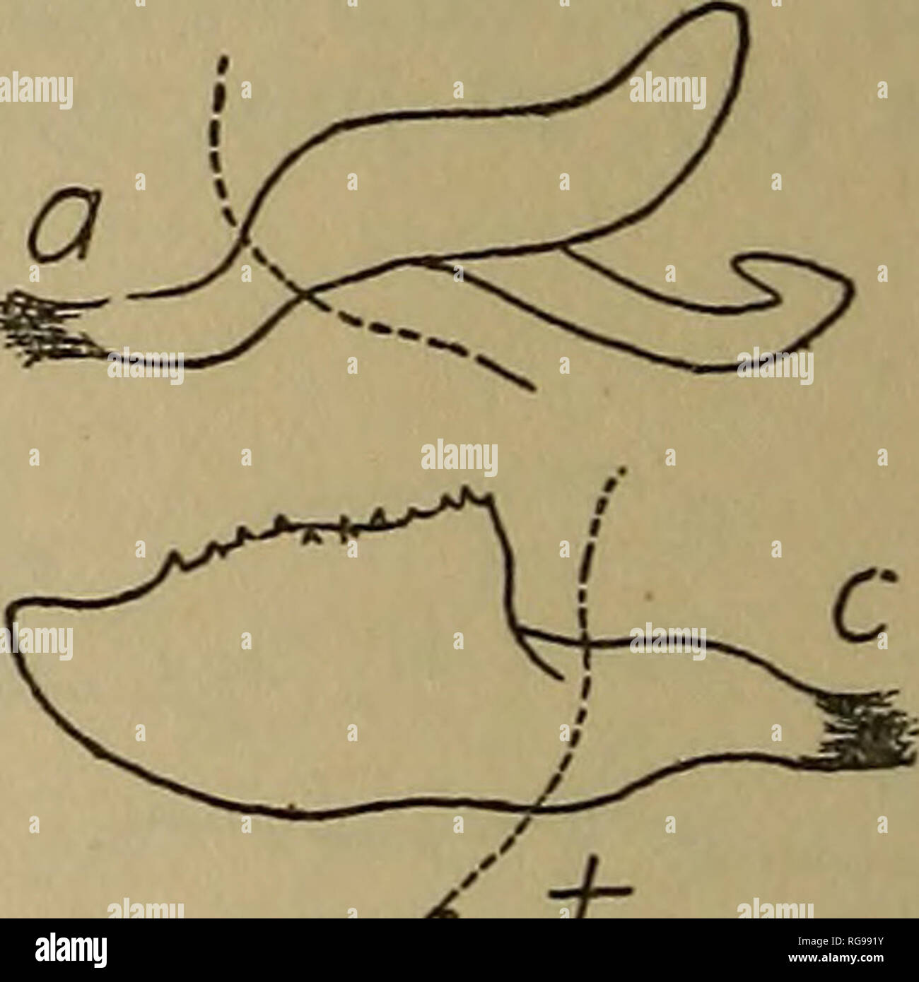 . Bulletin-geologischen und natürlichen Geschichte Umfrage von Connecticut. Geologie; Zoologie; Botanik; Natural History. Abb. 85. Orthotylus knighti Van Duzee, - Paarung der männlichen Geschlechtsorgane, (a) für das linke clasper, seitliche Aspekt (c) mit der rechten clasper, seitliche Aspekt. Sehr en-Larged. Zeichnung von Dr. H.H.Ritter. cruciaius Abb. 86. Orthotylus cruciatus Van Duzee, - Paarung der männlichen Geschlechtsorgane, (a) für das linke clasper, Lat- Aspekt (c) mit der rechten clasper, seitliche Aspekt. Stark vergrößert. Zeichnung von Dr. H.H.Ritter. O. Van knighti Duzee. Proc. Cal. Acad. Sci., ser. 4, vi, 121, 1916. Mann: Länge 5,4 mm, Breite 1,58 mm.; Schwarz, Stockfoto