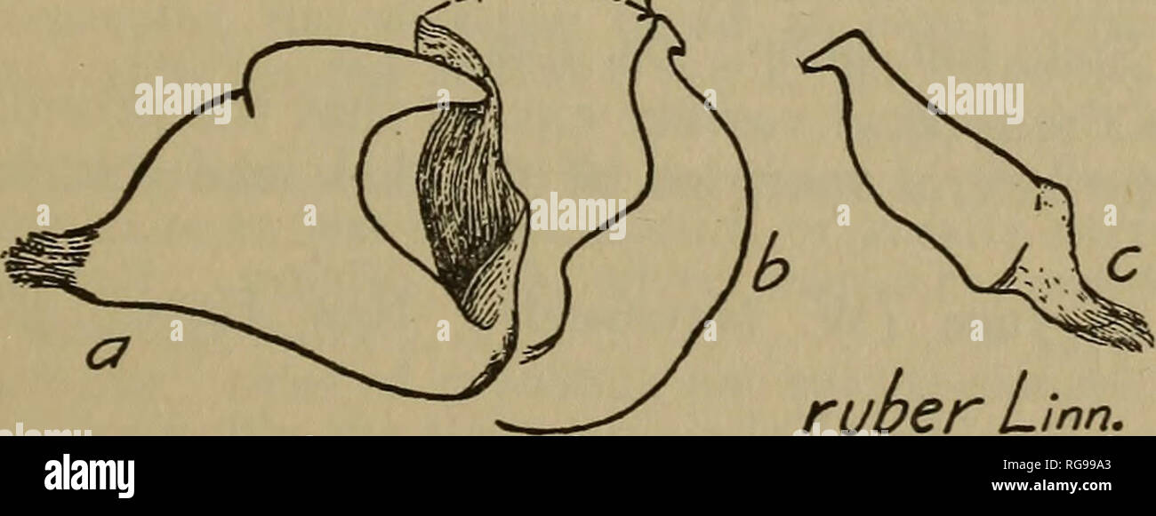 . Bulletin-geologischen und natürlichen Geschichte Umfrage von Connecticut. Geologie; Zoologie; Botanik; natürliche Geschichte. s5^y&gt; Bild 65. Deraeocoris sayi Reuter, männlich, genitale Paarung, (a) für das linke clasper, seitliche Aspekt, (b) interne Arm des linken clasper, (c) der rechten clasper, seitliche Aspekt. Stark vergrößert. Zeichnung von Dr. H.H.Ritter.. Abb. 66. Deraeocoris ruber Linnaeus, - männliche genitale Paarung, (a) für das linke clasper, seitliche Aspekt, (b) interne Arm des linken clasper, (c) der rechten clasper, seitliche Aspekt. Stark vergrößert. Zeichnung von Dr. H.H.Ritter.. Bitte beachten Sie, dass diese Bilder aus scanne extrahiert werden Stockfoto