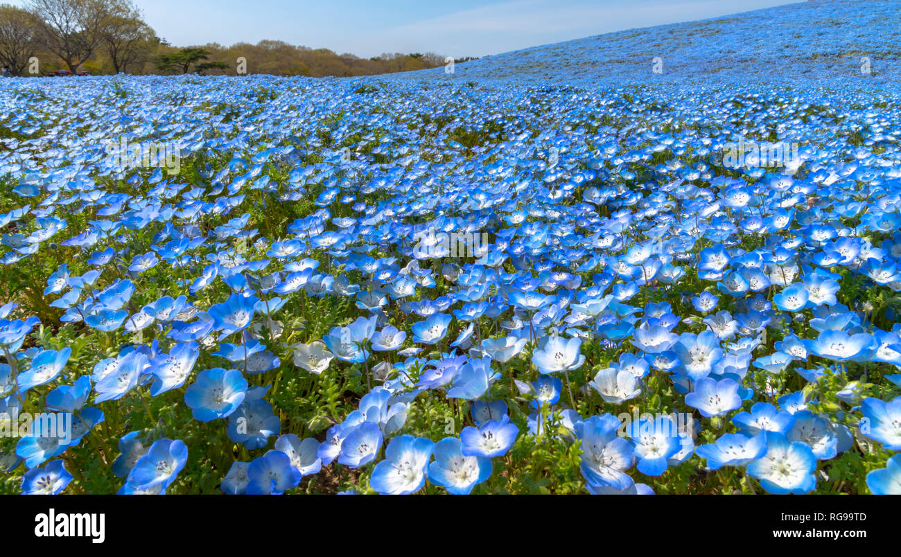 Nemophila (Baby blaue Augen Blumen) Blüte Feld, blaue Blume Teppich Stockfoto