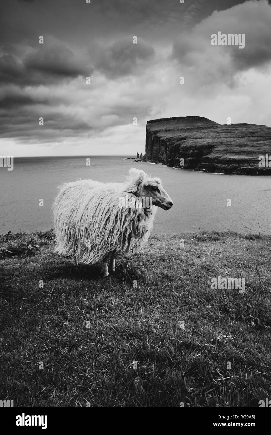 Eine färöische Schafe auf den Streymoy Küste auf Risin und Kellingin Meer stapeln auf Eysturoy in den Färöer Inseln suchen. B/W Stockfoto