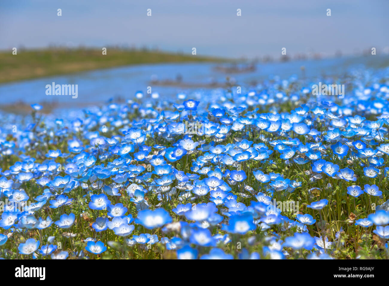 Nemophila (Baby blaue Augen Blumen) Blüte Feld, blaue Blume Teppich Stockfoto
