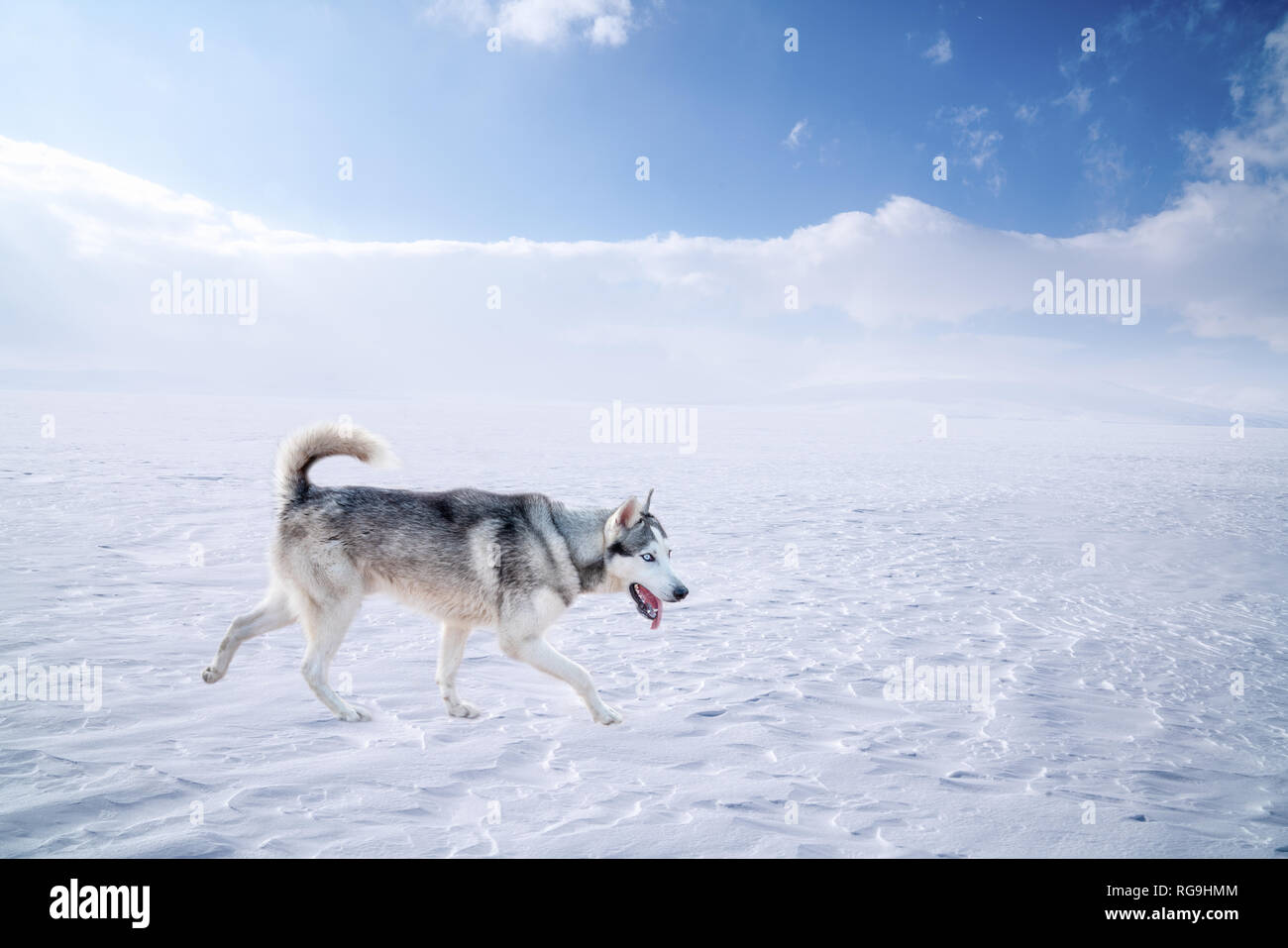 Close-up Portrait von wunderschönen sibirischen Husky dog walking auf dem Schnee. Stockfoto