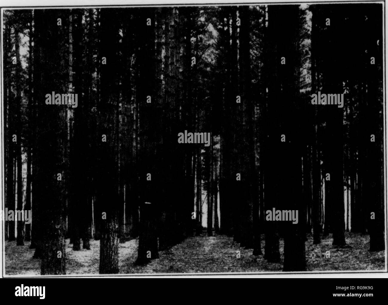 . Bulletin (Pennsylvania Abteilung der Forstwirtschaft), No. 11. Die Wälder und die Forstwirtschaft. 24. Sie müssen mit jedem anderen Kampf um Licht und Nahrung. Einige werden erobern und als dominante Bäume bekannt sein, während andere wpl gerade über Ihre eigenen und als Zwischenprodukt Bäume bekannt sein, während noch andere wird erobert und unterdrückt oder tote Bäume bekannt sein werden. Dieser Kampf um die Existenz ist an allen Orten, wo Bäume in Form von einem Wald wachsen gefunden, und die Ergebnisse in die Beseitigung der schwächeren Exemplare. Gleichzeitig gibt es solche drastischen Disziplin auf die Dominante,, dass sie eine viel produzieren Stockfoto
