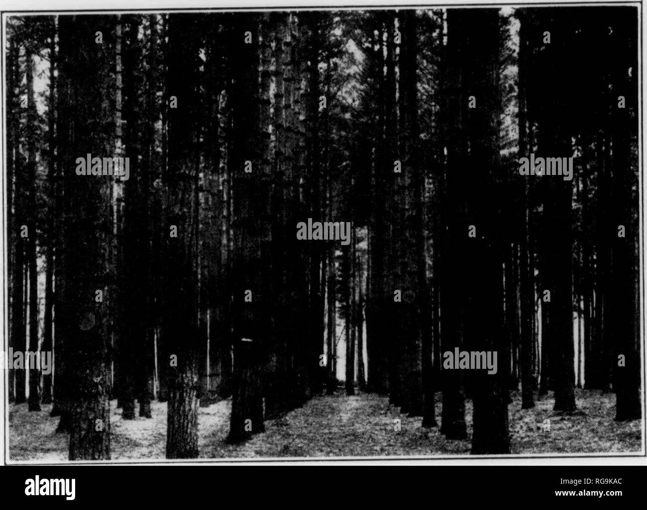 . Bulletin (Pennsylvania Abteilung der Forstwirtschaft), No. 11. Die Wälder und die Forstwirtschaft. 24. Sie müssen mit jedem anderen Kampf um Licht und Nahrung. Einige werden erobern und als dominante Bäume bekannt sein, während andere wpl gerade über Ihre eigenen und als Zwischenprodukt Bäume bekannt sein, während noch andere wird erobert und unterdrückt oder tote Bäume bekannt sein werden. Dieser Kampf um die Existenz ist an allen Orten, wo Bäume in Form von einem Wald wachsen gefunden, und die Ergebnisse in die Beseitigung der schwächeren Exemplare. Gleichzeitig gibt es solche drastischen Disziplin auf die Dominante,, dass sie eine viel produzieren Stockfoto