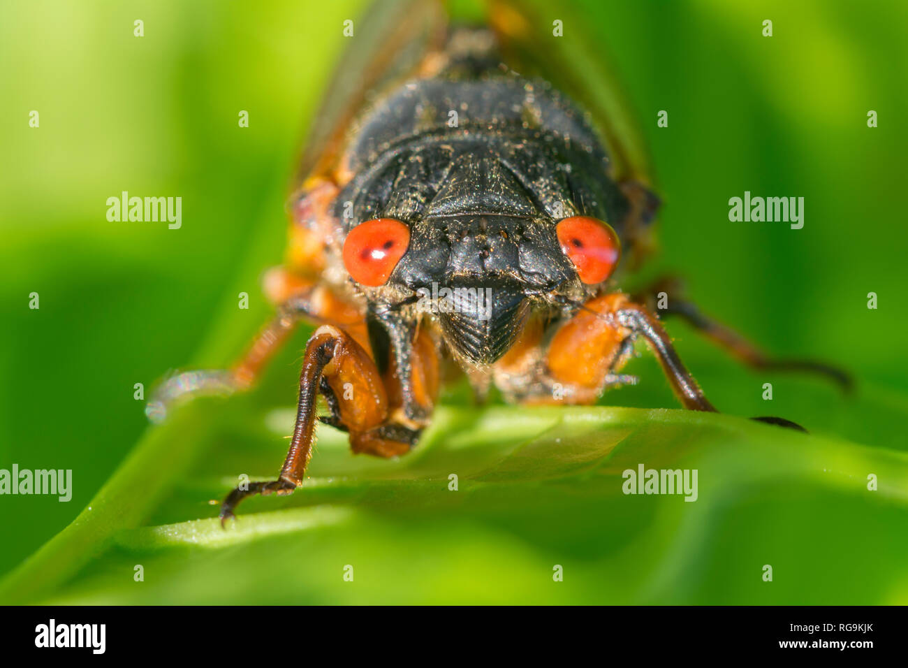 Brut x zikade -Fotos und -Bildmaterial in hoher Auflösung – Alamy