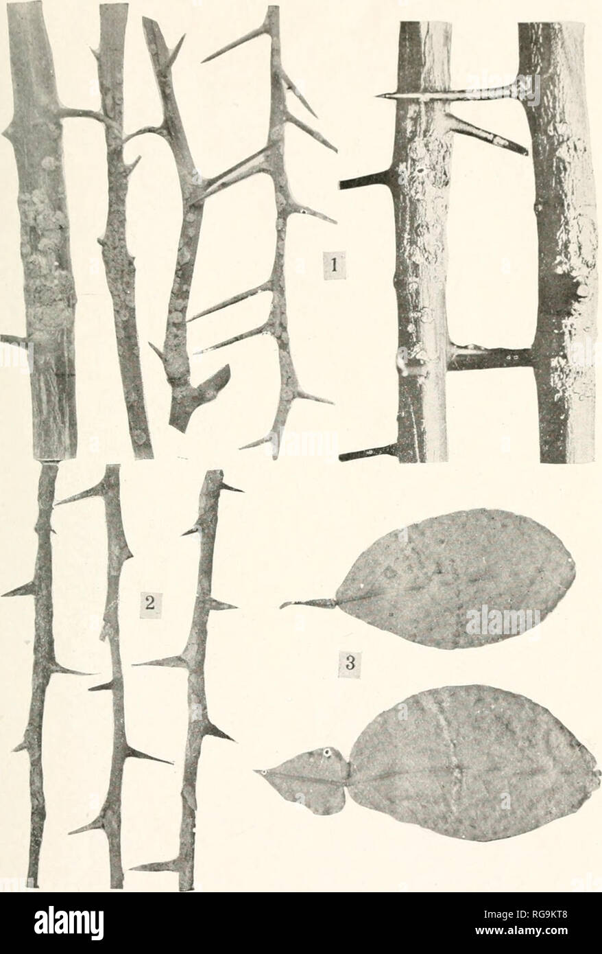 . Bulletin: Bericht der landwirtschaftlichen Experiment Station, der Landwirtschaft und der mechanischen College in Auburn, Ala Landwirtschaft - Alabama. Ich'l. ATi: I.. Fi{^. 1. (JIius Käfer auf Bib nclu's i" Rai) ofruit. Abb. 2. Cilriis trifoliala Zweigen ein 'ccted witli Citrus cankci'. Abb. "A. Infektion durch Wunden von Thorn Kratzer auf sämling Grapefruit Blätter gemacht.. Bitte beachten Sie, dass diese Bilder sind von der gescannten Seite Bilder, die digital für die Lesbarkeit verbessert haben mögen - Färbung und Aussehen dieser Abbildungen können nicht perfekt dem Original ähneln. extrahiert. Landwirtschaftliche und Mechanische Stockfoto