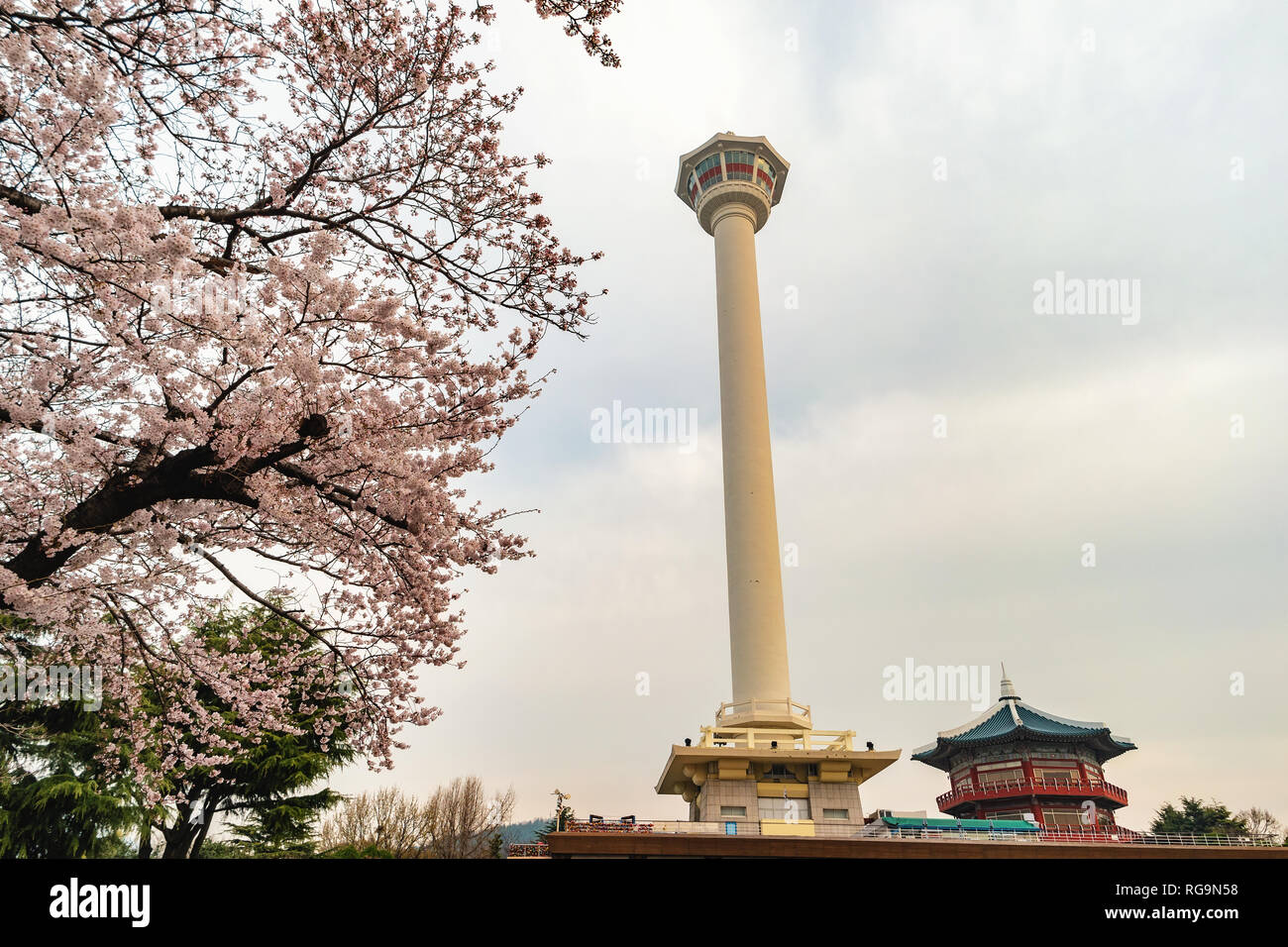 Busan, Südkorea, Frühling Kirschblüten Blume bei Busan Turm Stockfoto