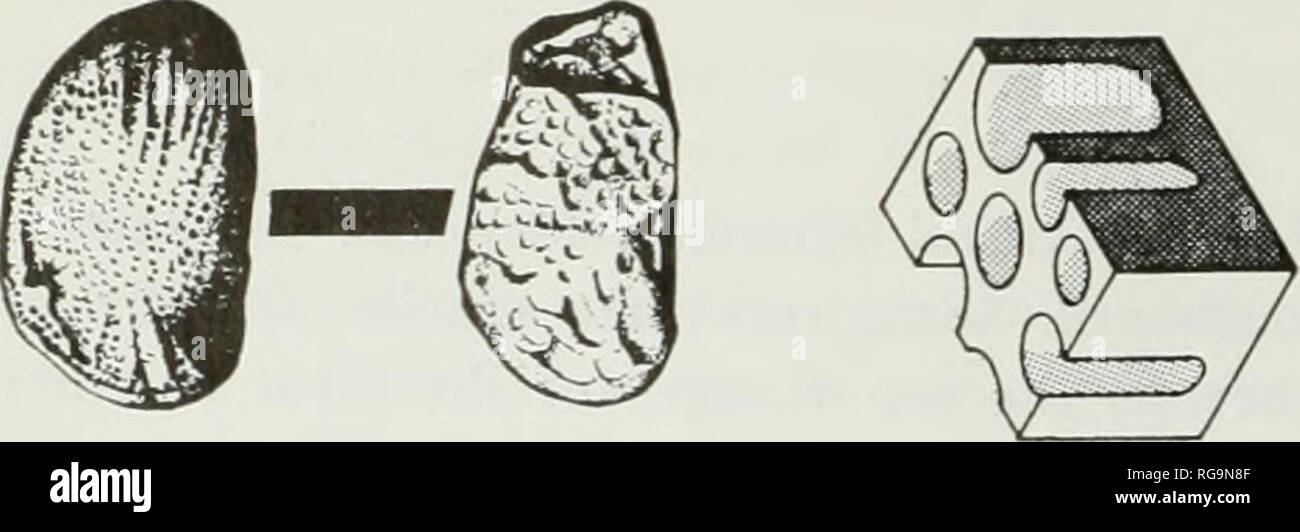 . Bulletins der amerikanischen Paläontologie. . C Erhöhung Beschneiden & Amp; Predatlon O" 15 (J 3 (/) 3 a o ca cs "fro" â Er^Â £ o e c "C Â £ D Si n.-a'^-2 " *^â ¢ £ • ^.-e • z'-n^â ¢-a u §^. Bitte beachten Sie, dass diese Bilder sind von der gescannten Seite Bilder, die digital für die Lesbarkeit verbessert haben mögen - Färbung und Aussehen dieser Abbildungen können nicht perfekt dem Original ähneln. extrahiert. Paläontologische Forschung Institution (Ithaca, N.Y.); Columbia University. Ithaca, N.Y., paläontologische Forschung Institution [etc. ] Stockfoto