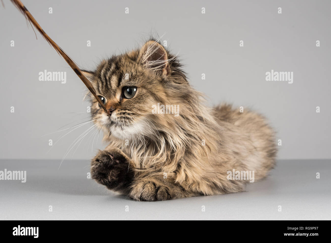 Katze spielt mit einer Feder, UK. Stockfoto