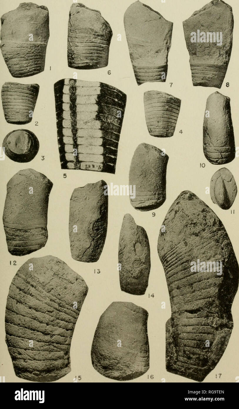 . Bulletins der amerikanischen Paläontologie. PL. 34, Vol. 29 - Bull. Amer. Paleont. Nr. 116, PL. 32. Bitte beachten Sie, dass diese Bilder sind von der gescannten Seite Bilder, die digital für die Lesbarkeit verbessert haben mögen - Färbung und Aussehen dieser Abbildungen können nicht perfekt dem Original ähneln. extrahiert. Paläontologische Forschung Institution (Ithaca, N.Y.); Columbia University. Ithaca, N.Y., paläontologische Forschung Institution [etc. ] Stockfoto