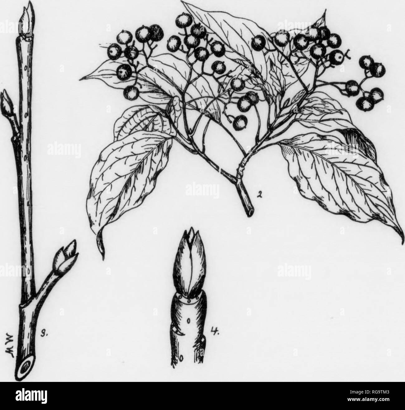 . Bulletin (Pennsylvania Abteilung der Forstwirtschaft), No. 11. Die Wälder und die Forstwirtschaft. Platte CXVII. Alternative-LEAVED HARTRIEGEL 1. Einen blühenden Zweig, x J. • 2. Ein fruchtenden Trieb, x}. 3. Ein Winter Zweig, natürliche Größe. 4. Terminal Abschnitt eines Winter Zweig, vergrößert. 211 ALTERNATIVE-LEAVED HARTRIEGEL Comus altemifolia, Linnaeus FOEM - ein Baum gmaU nsually ca. 10-20 m hoch, kann aber eine Höhe von 30 m erreichen. mit einem Durchmesser von 8 Zoll. Trunk ist Aort. Krone breit, tief, abgeflachter und denae. Rinde - ziemlich dünn; auf jüngere Stängel grünlich mit weißen Streifen, und glatt; bei älteren Stiele rötlich-braunen und aufgeraut durch Stockfoto