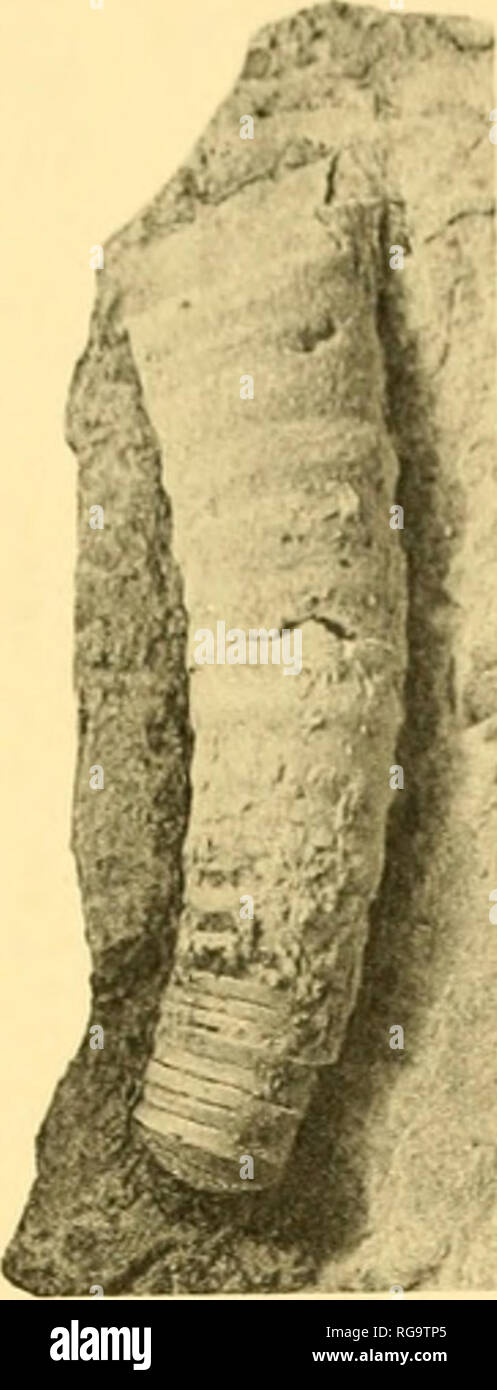 . Bulletins der amerikanischen Paläontologie. . • 12. Bitte beachten Sie, dass diese Bilder sind von der gescannten Seite Bilder, die digital für die Lesbarkeit verbessert haben mögen - Färbung und Aussehen dieser Abbildungen können nicht perfekt dem Original ähneln. extrahiert. Paläontologische Forschung Institution (Ithaca, N.Y.); Columbia University. Ithaca, N.Y., paläontologische Forschung Institution [etc. ] Stockfoto
