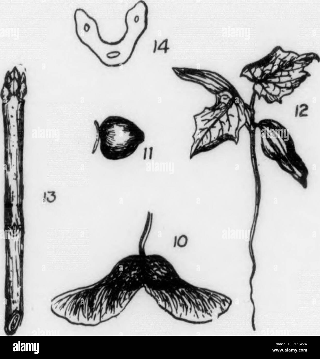 . Bulletin (Pennsylvania Abteilung der Forstwirtschaft), No. 11. Die Wälder und die Forstwirtschaft. Platte ex. Europäischer Ahorn BERGAHORN 1. Eine spiko von Blumen, x h - 2. Brniifh Awith Blätter und fiiilt, x J.: Ich. Ein Schlüssel mit Obst, x h4. Ein Samenkorn, in natürlicher Größe. ."&Gt;. Eine soedlinp, x J.0. Ein Winter Zweig, x J.7. Ein Blatt - Narbe, vergrößert. Spitzahorn Si. Eine Verwirrung warfen Blumen, x}. !). Ast mit Blätter und fniit, 10. Ein Schlüssel mit Obst, x{. 11. Ein Samenkorn, in natürlicher Größe. 12. Ein sämling, x J. 1.3. Ein Winter Zweig, x J.14. Ein Blatt - Narbe, vergrößert. X "Absichtlich zweite Aufnahme. Bitte beachten Sie, dass diese Bilder von sca extrahiert werden Stockfoto