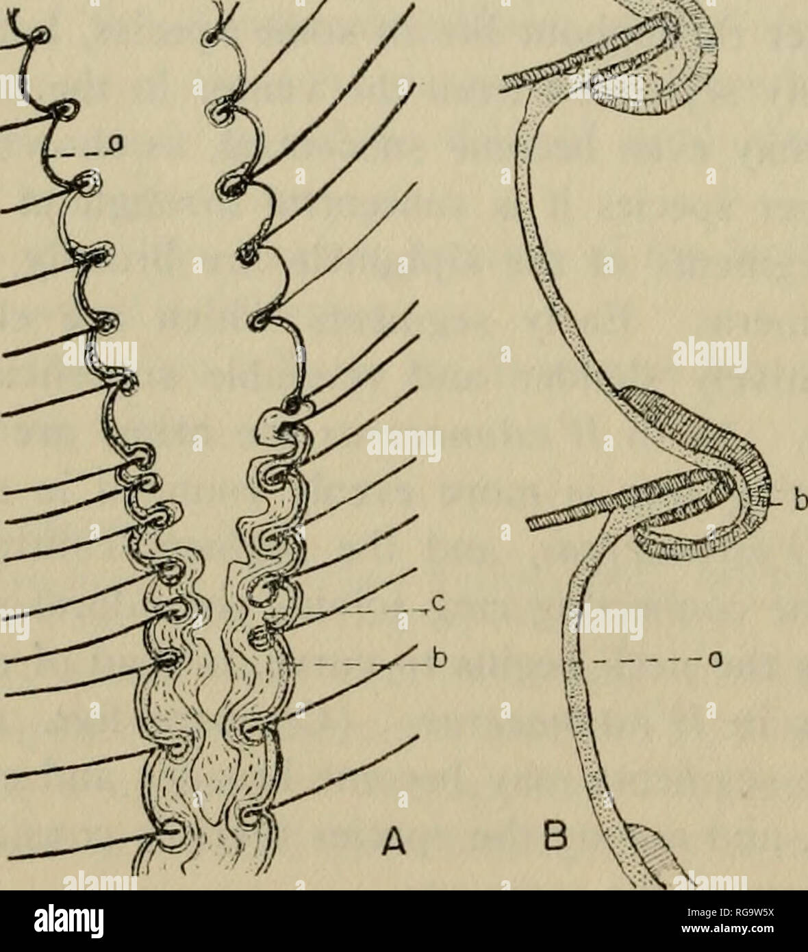 Bulletins Der Amerikanischen Palaontologie 448 P Uij Etix Iit