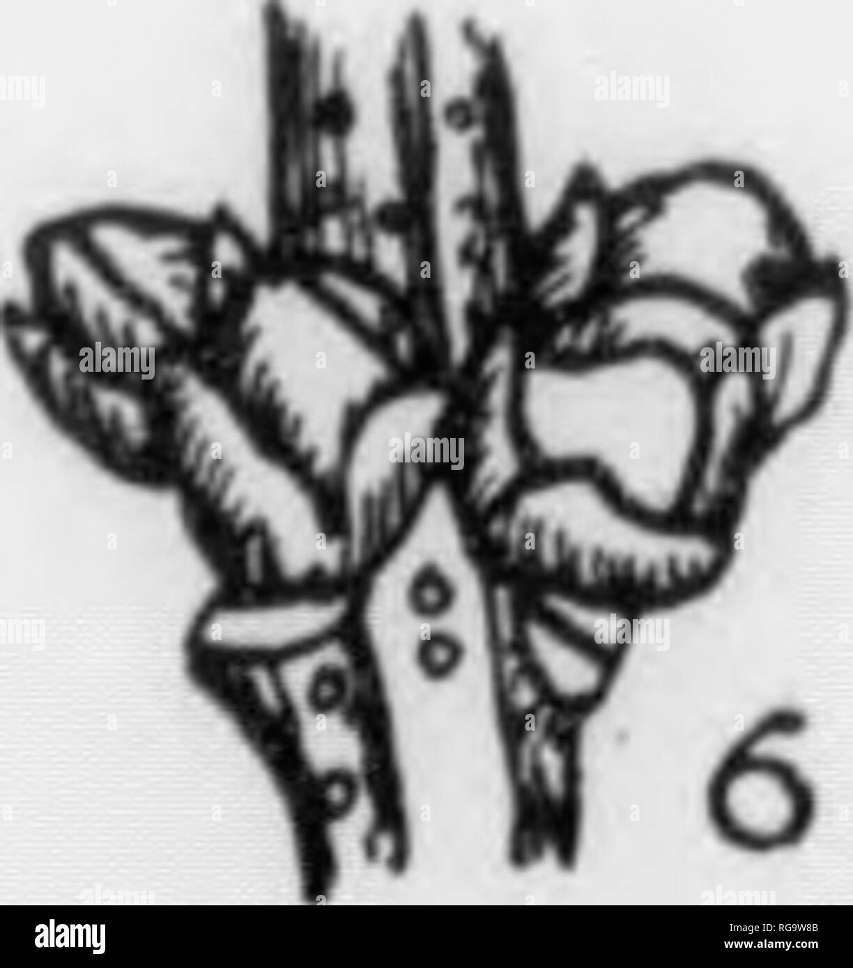 . Bulletin (Pennsylvania Abteilung der Forstwirtschaft), No. 11. Die Wälder und die Forstwirtschaft. Platte CVIII. RED MAPLE 1. Flowerinp hniiu-li, x h - 2 IJianch Avitli reife Blätter und reife Frucht, X J.,, 3. Ein ahorn Schlüssel mit freiliegenden Samen, x J.4. Ein Winter Zweig, x Ich. -, . S (' (ti.. n Der winlfr twifj, sliowinji: lfntn '"' ls. ein Blatt - Narbe und einem gaiiin "lateral Bud, na- Größe. , ^,, G. Abschnitt der Zweig zeigt auffällige lentkcls und ein Cluster von Zubehör Knospen, natürliche Größe. Vorsätzliche zweite Aufnahme. Bitte beachten Sie, dass diese Bilder aus gescannten Seite Bilder, die digital wurde verbessert haben extrahiert werden Stockfoto