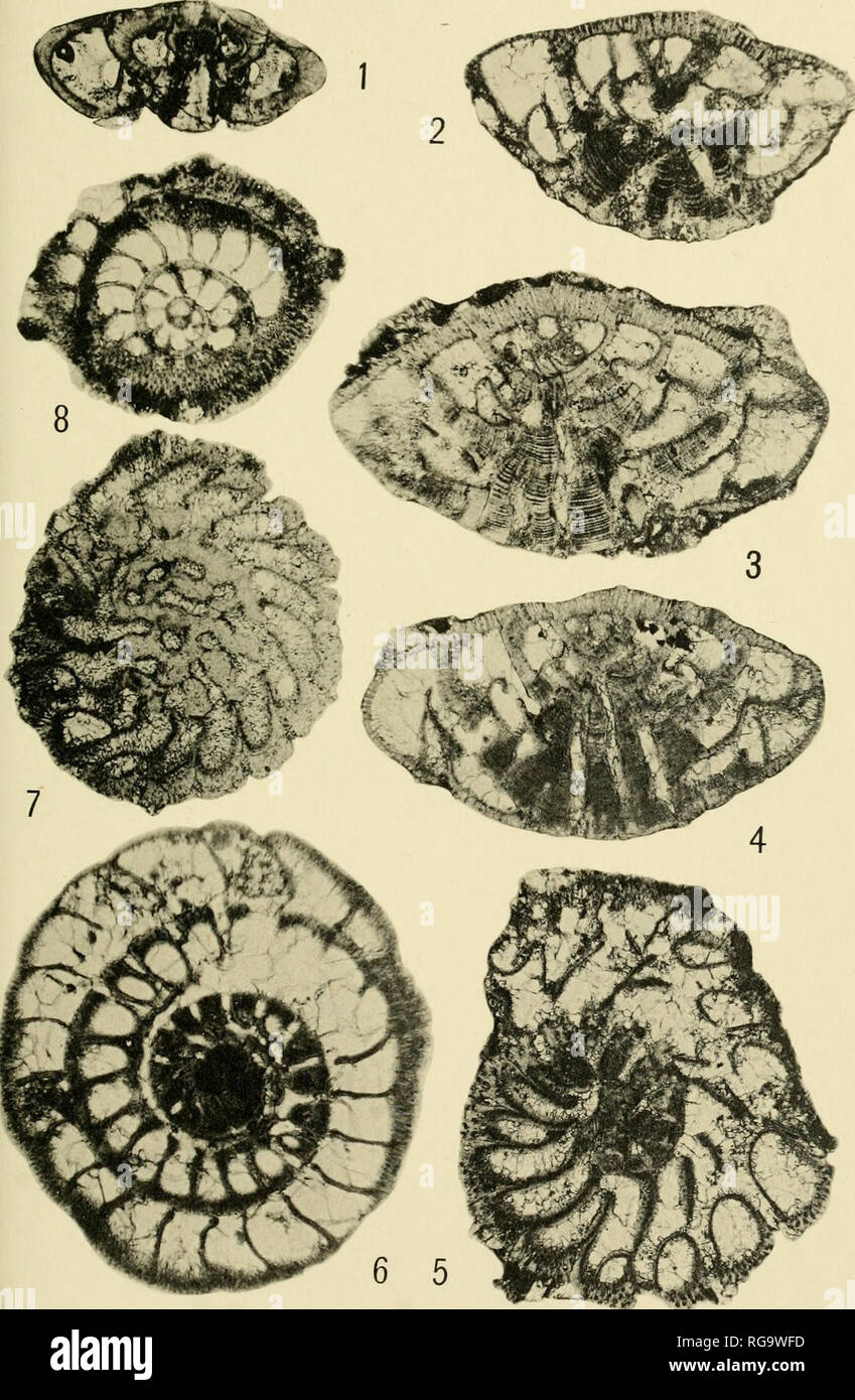 GETAJGHSD 2 Stück Belemnit-Fossilien - Echte Versteinerungen Für Sammler & Unterricht