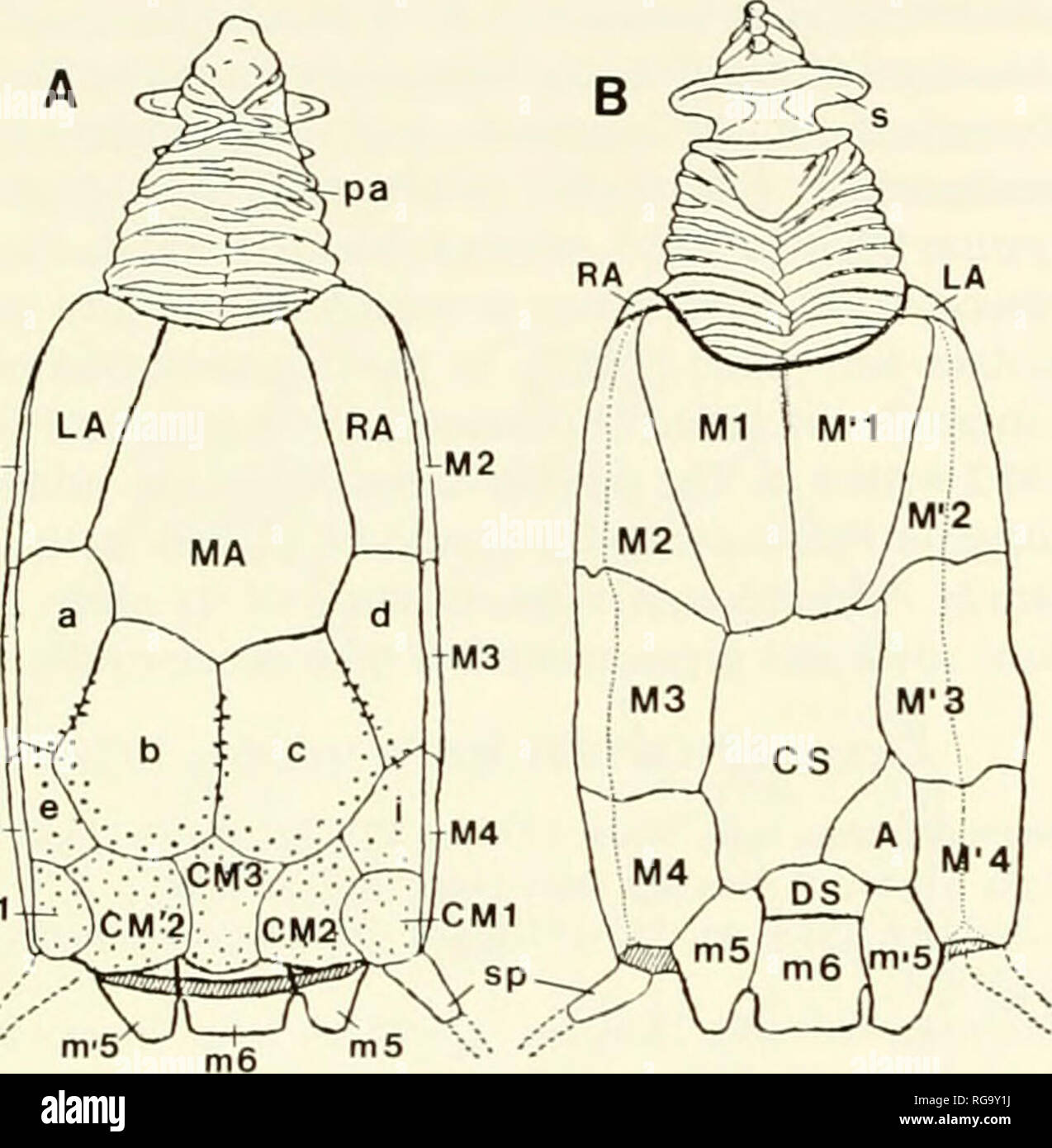 . Bulletins der amerikanischen Paläontologie. 24 Bulletin 336 Hore mit über 11 Segmente; styloid Robuste, einige spe-Cies mit erweiterter abgerundete Flansche: distal aulacophore mit von 20 bis mehr als 40 Segmente, und proximalen Segmenten deutlich spinose. Vorkommen. - Mittleren Ordovizium: trentonian von Tennessee und Kentucky. Späten Ordovizium: Edenian von Tennessee; Cincinnatian von Ohio, Kentucky und Indiana. Diskussion. - Der Zauberer (1952) umfangreiche Papier auf dieser Gattung entfällt die detaillierte Beschreibung der thecal Plating (siehe Text-Abb. 10). Da jedoch, dass die Arbeit, neue Aspekte der Morphologie h Stockfoto