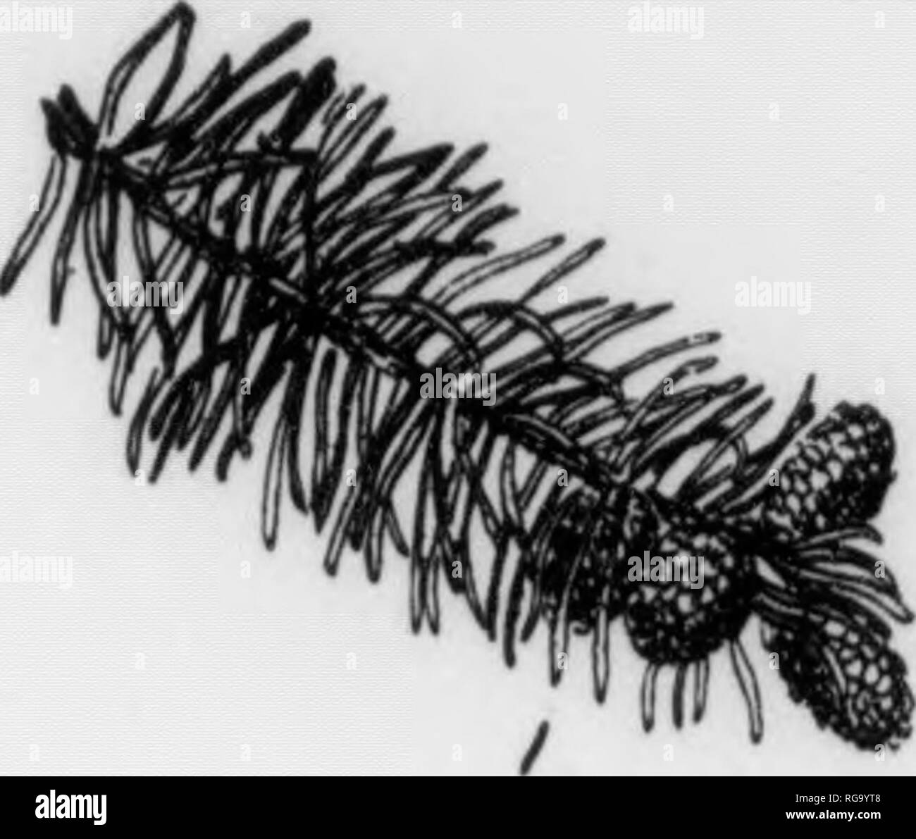 . Bulletin (Pennsylvania Abteilung der Forstwirtschaft), No. 11. Wälder und Forstwirtschaft. Krank • 3 Wenn 'II II I 88 Fichten Picea Abies, (Linnaeus) Karsten FOJIM-eA großen trp" vusually erreichen eine Höhe von 60-80 m mit einem Durchmesser von 2 Fuß, kann aber zu einem lieight von 125 ft. mit einem Durchmesser von 3 m. Trunk atraight. oontlnuona. Blightly verjüngt, und manchmal frei von seitenzweige Für eine beträchtliche Entfernung vom baae. Gewachsen weniger akut pyramidenförmigen als unsere einheimischen Arten. Sonnen^ - auf alten Trunks aufgeraut mit grossen, eher dick rötlich-braunen Skalen, auf Jüngere Stämme sind die Skalen thi Stockfoto