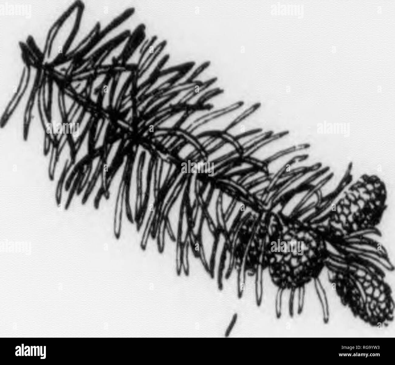 . Bulletin (Pennsylvania Abteilung der Forstwirtschaft), No. 11. Die Wälder und die Forstwirtschaft. 88 Fichten Picea Abies, (Linnaeus) Karsten FOB,!!;-tA großen Baum in der Regel attnliilnff eine Höhe von 50-80 ft. Mit einem diameier 2ft. kann aber eine Höhe von 126 ft erreichen. mit einem Durchmesser von 3 m. Trunk atraight, kontinuierliche, verjüngt sich leicht, und manchmal frei von seitenzweige Für eine beträchtliche Entfernung von der Basisstation. Krone weniger akut pyramidenförmigen als unsere einheimischen Arten. Rinde - Auf alten Trunks aufgeraut mit grossen, eher dick feddish-braun Waage, auf Jüngere Stämme die Skalen sind dünner und näher. U Stockfoto
