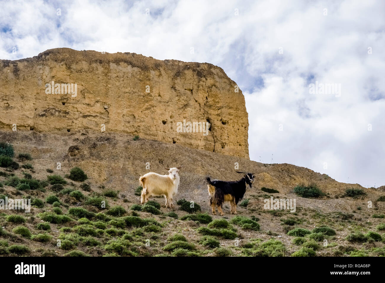 Eine schwarze und eine weiße Ziege weiden in die karge Landschaft des Oberen Mustang, eine steile Felswand in der Ferne Stockfoto